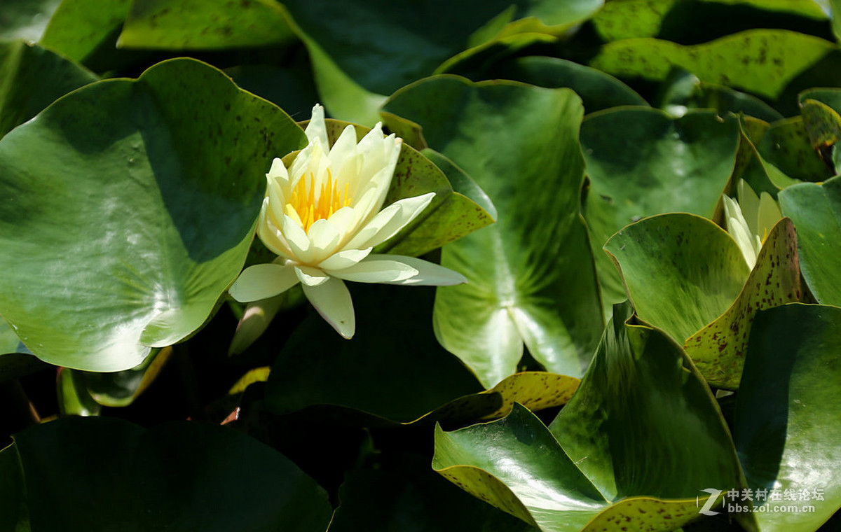 我赞美睡莲低调的品格