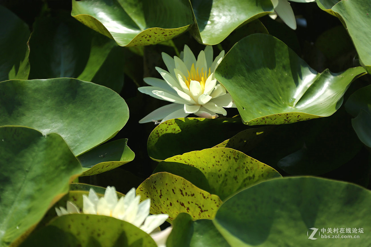 我赞美睡莲低调的品格
