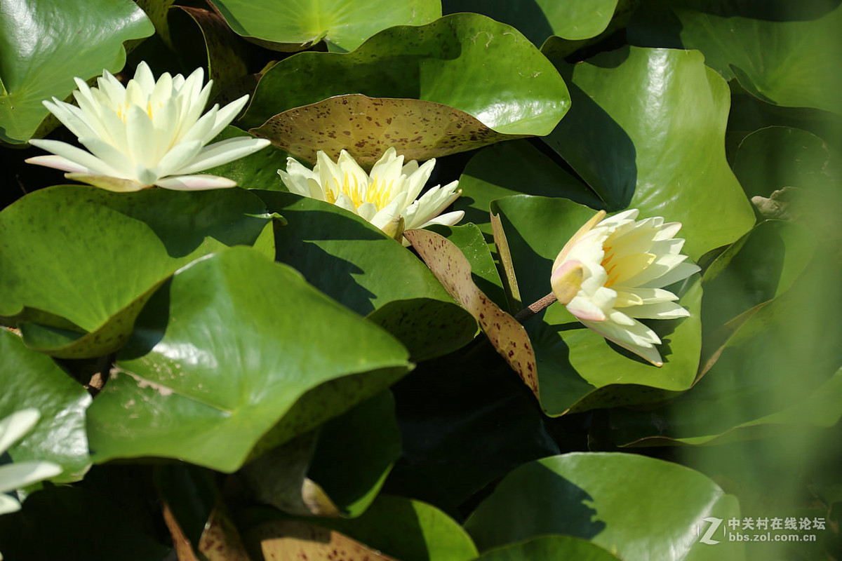 我赞美睡莲低调的品格