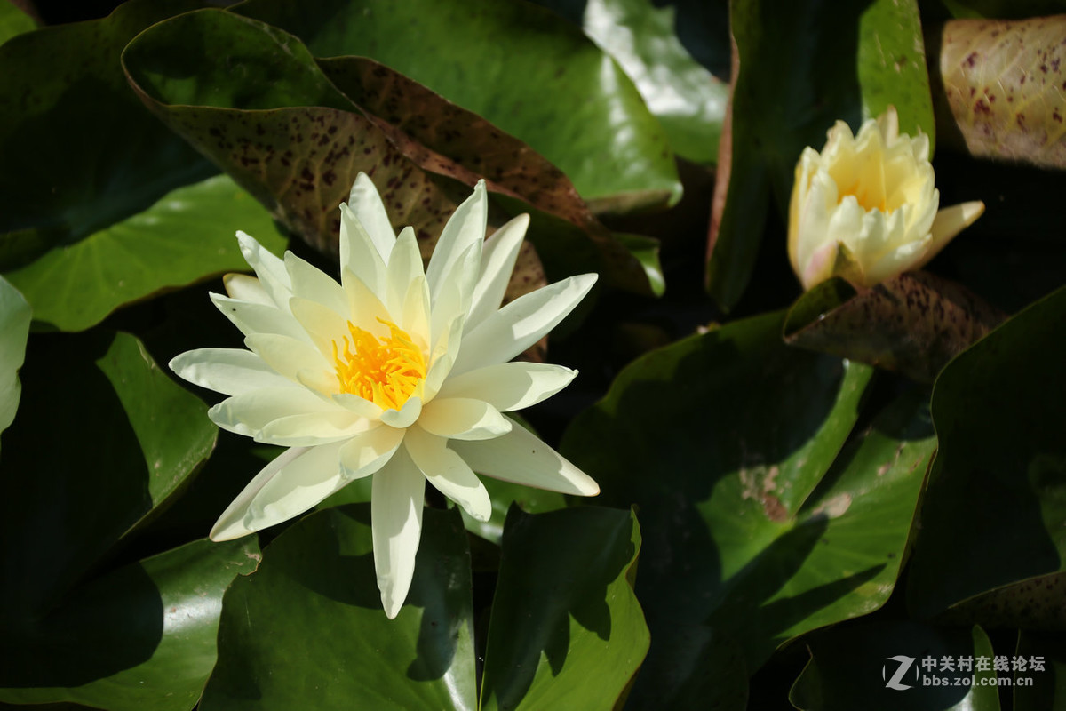 我赞美睡莲低调的品格