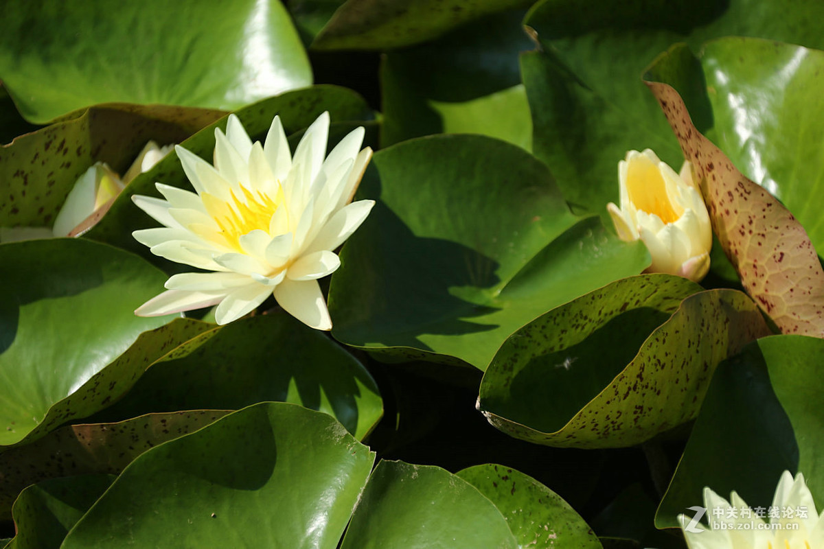 我赞美睡莲低调的品格