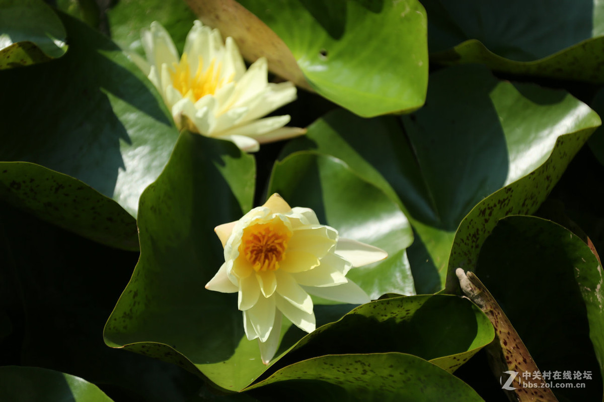 我赞美睡莲低调的品格