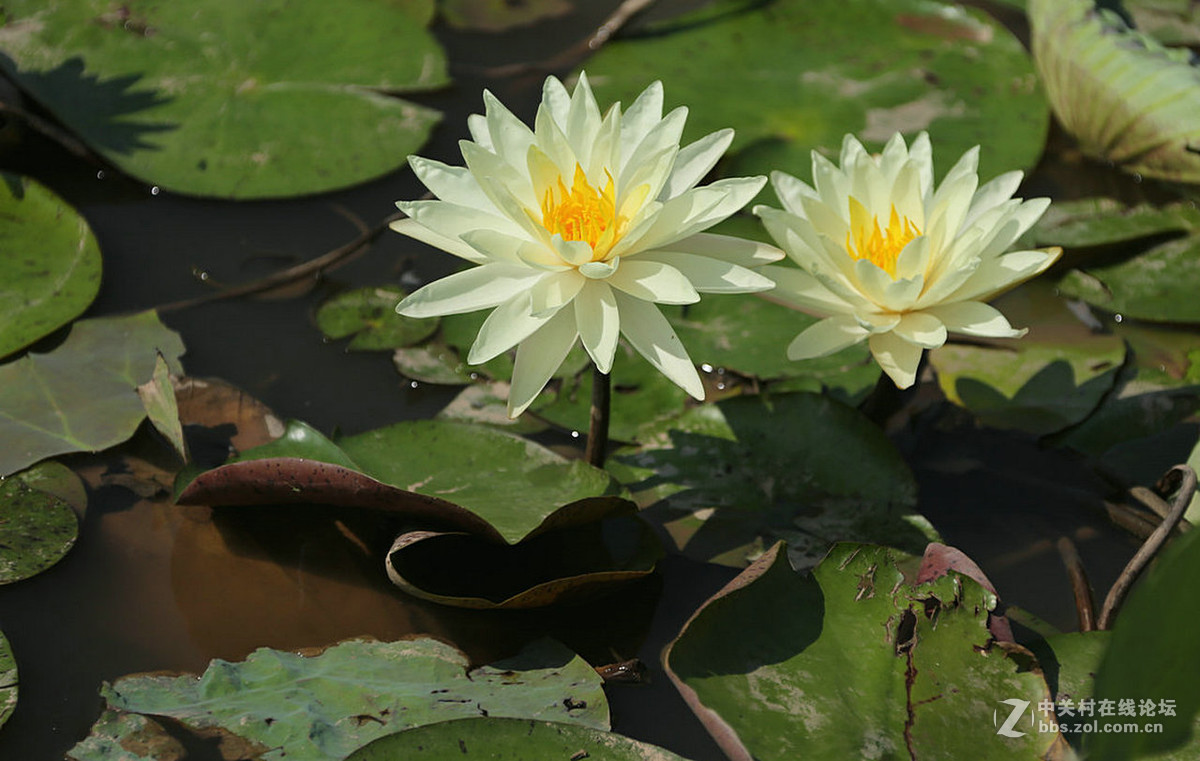 我赞美睡莲低调的品格