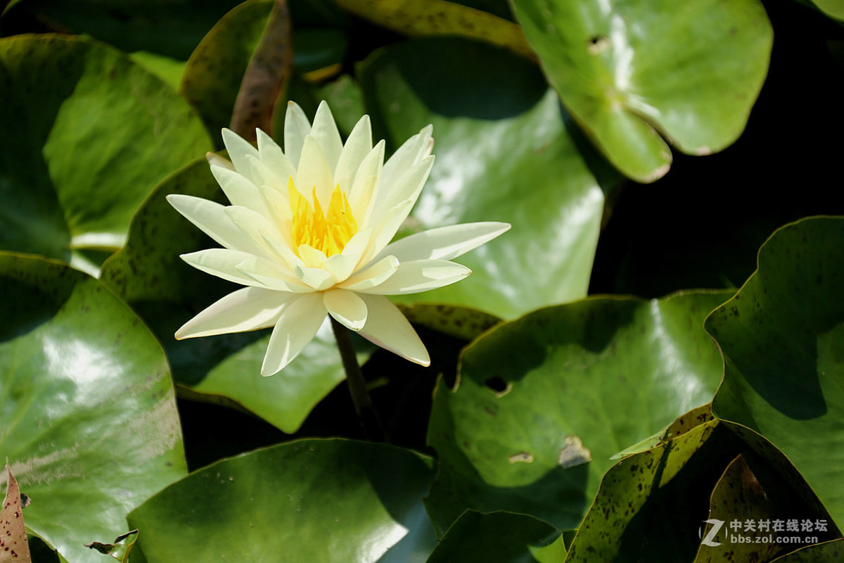 我赞美睡莲低调的品格