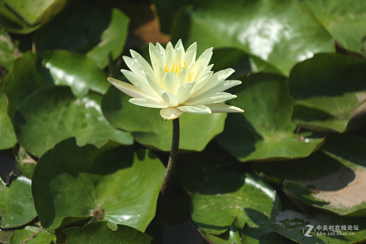 我赞美睡莲低调的品格