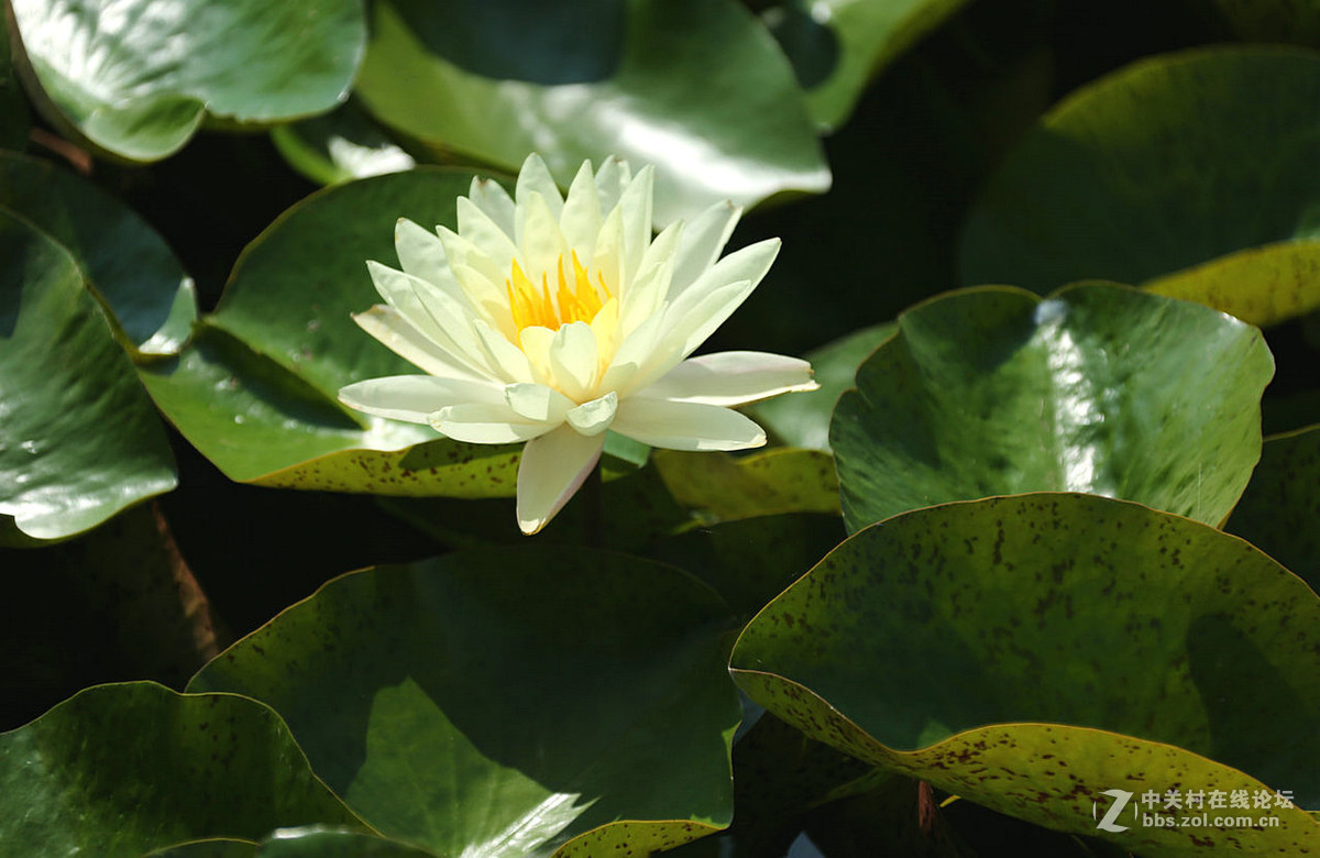 我赞美睡莲低调的品格