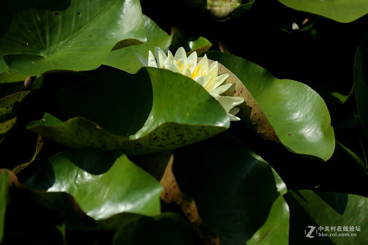 我赞美睡莲低调的品格