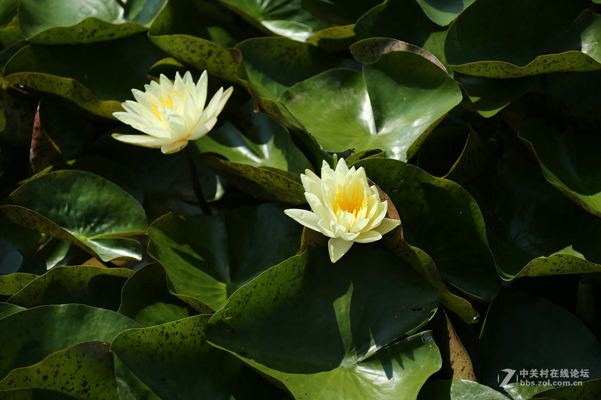 我赞美睡莲低调的品格