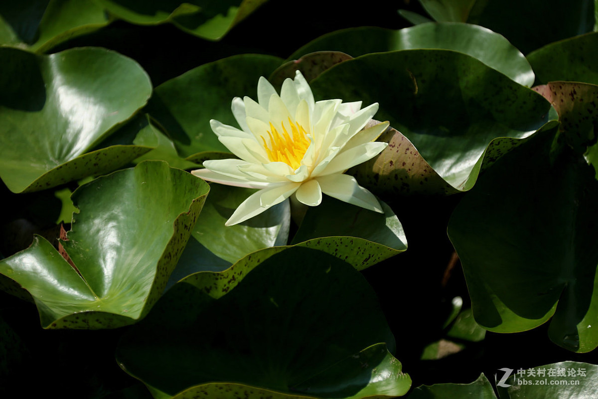 我赞美睡莲低调的品格