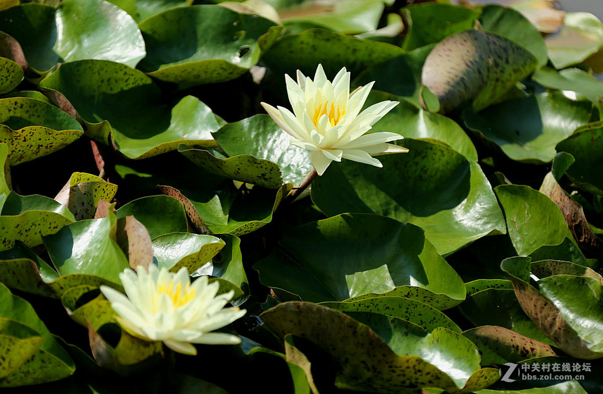 我赞美睡莲低调的品格