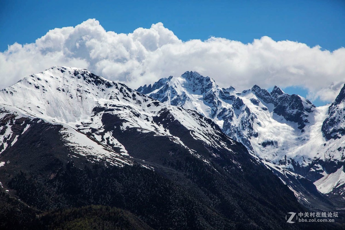 云南行--白马雪山