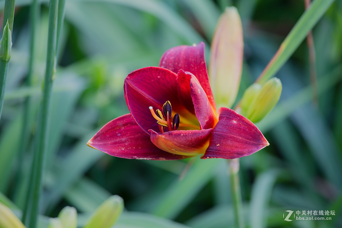 恭贺帖红宝石萱草