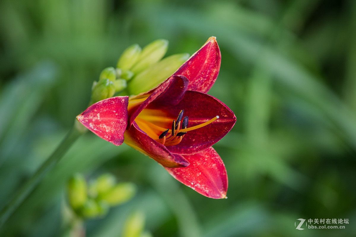 恭贺帖红宝石萱草