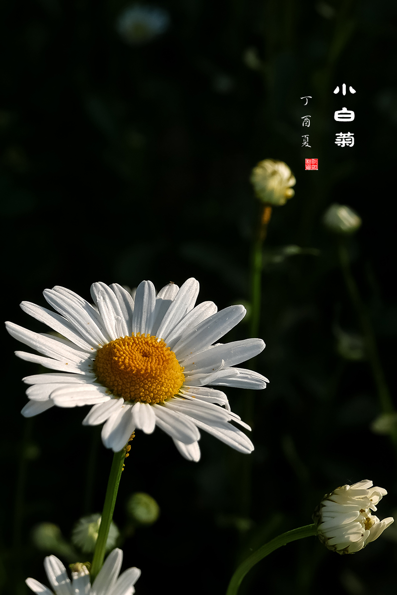 小白菊b