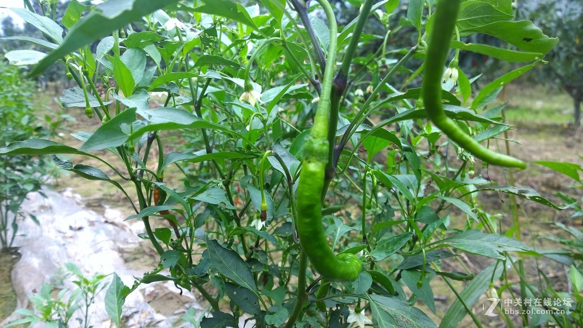 2017年秋天的一组照片，请大家观赏！！！