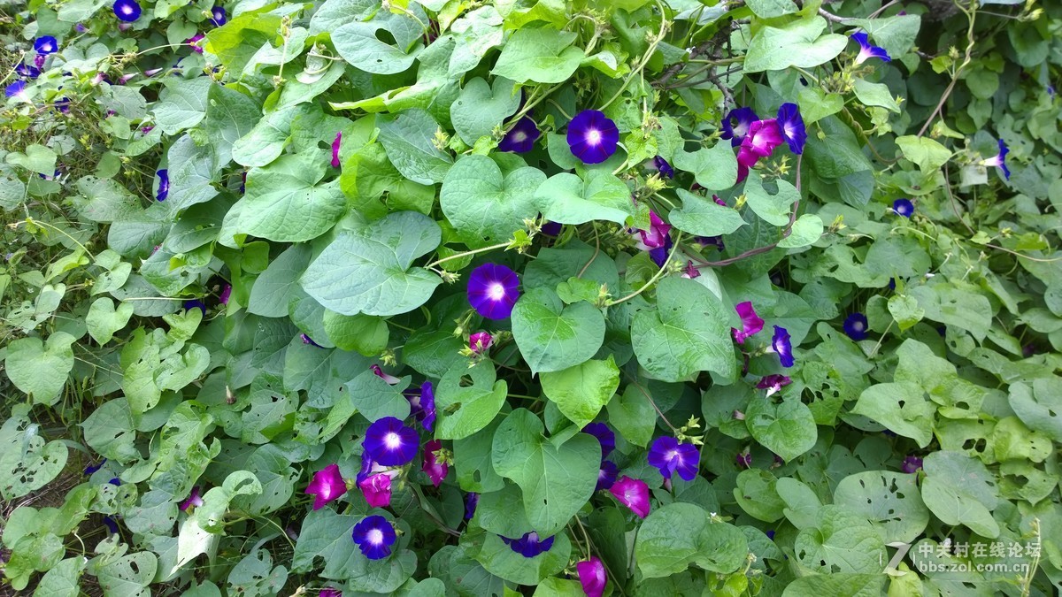 2017年秋天的一组照片，请大家观赏！！！