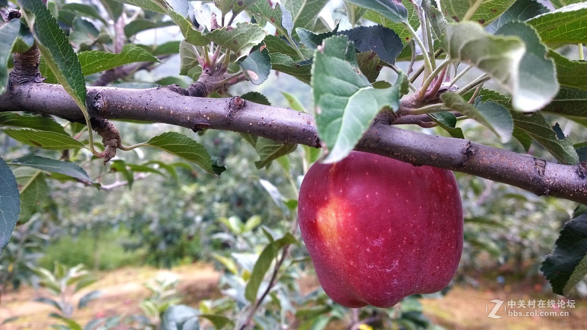 2017年秋天的一组照片，请大家观赏！！！