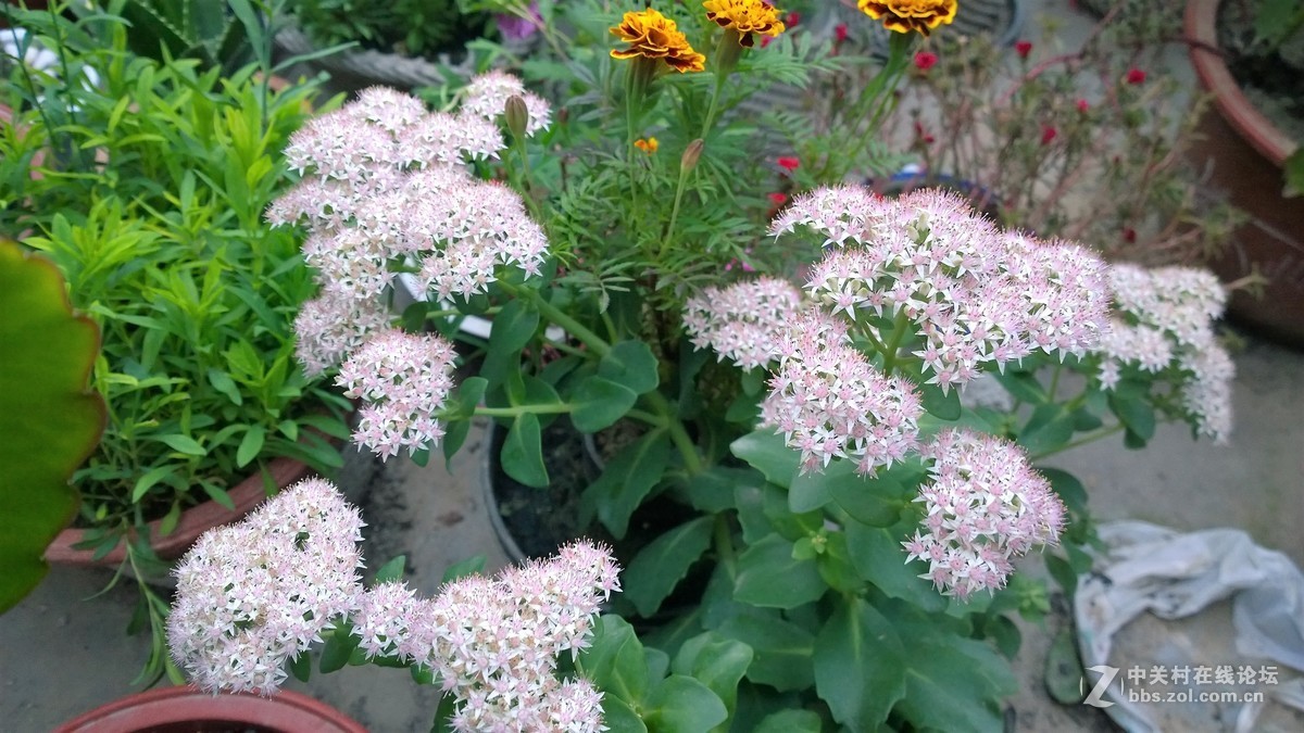 2017年秋天的一组照片，请大家观赏！！！