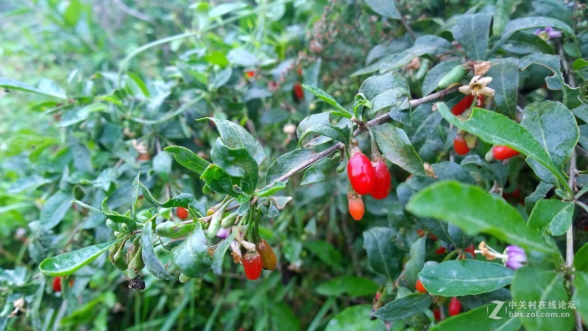 2017年秋天的一组照片，请大家观赏！！！