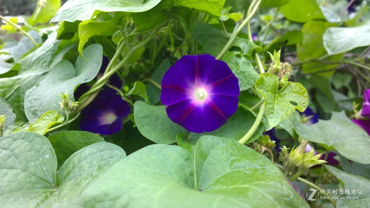 2017年秋天的一组照片，请大家观赏！！！