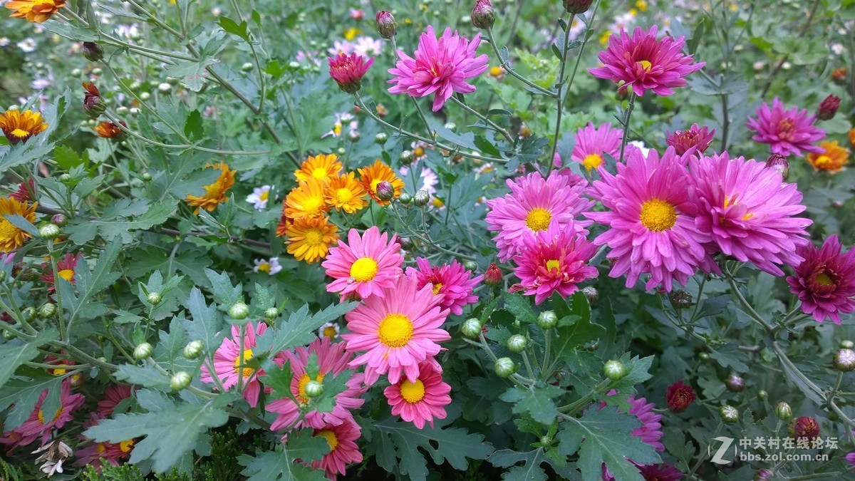 2017年秋天的一组照片，请大家观赏！！！