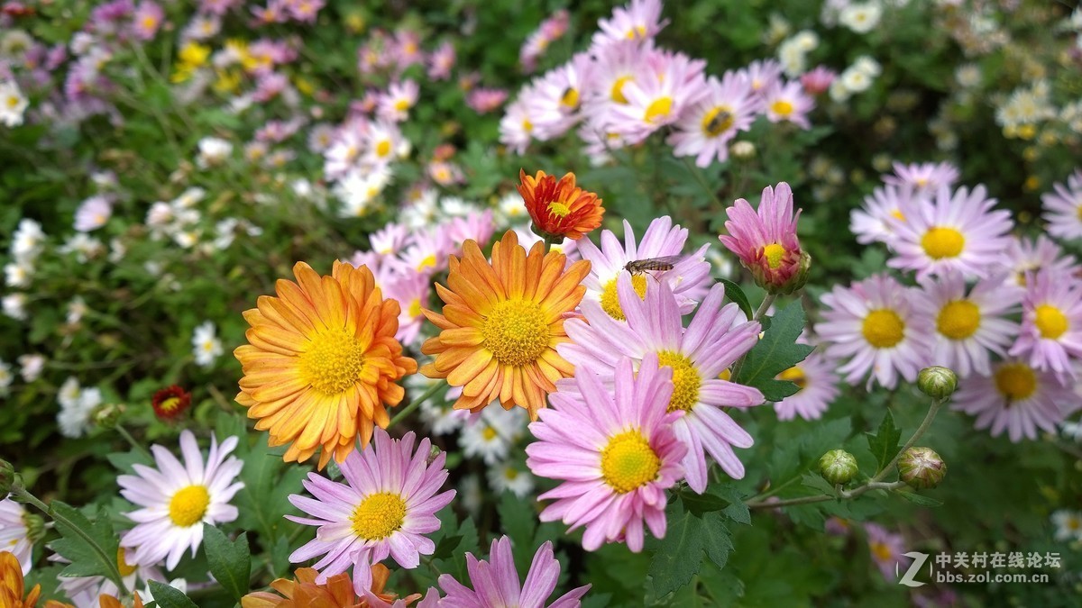 2017年秋天的一组照片，请大家观赏！！！