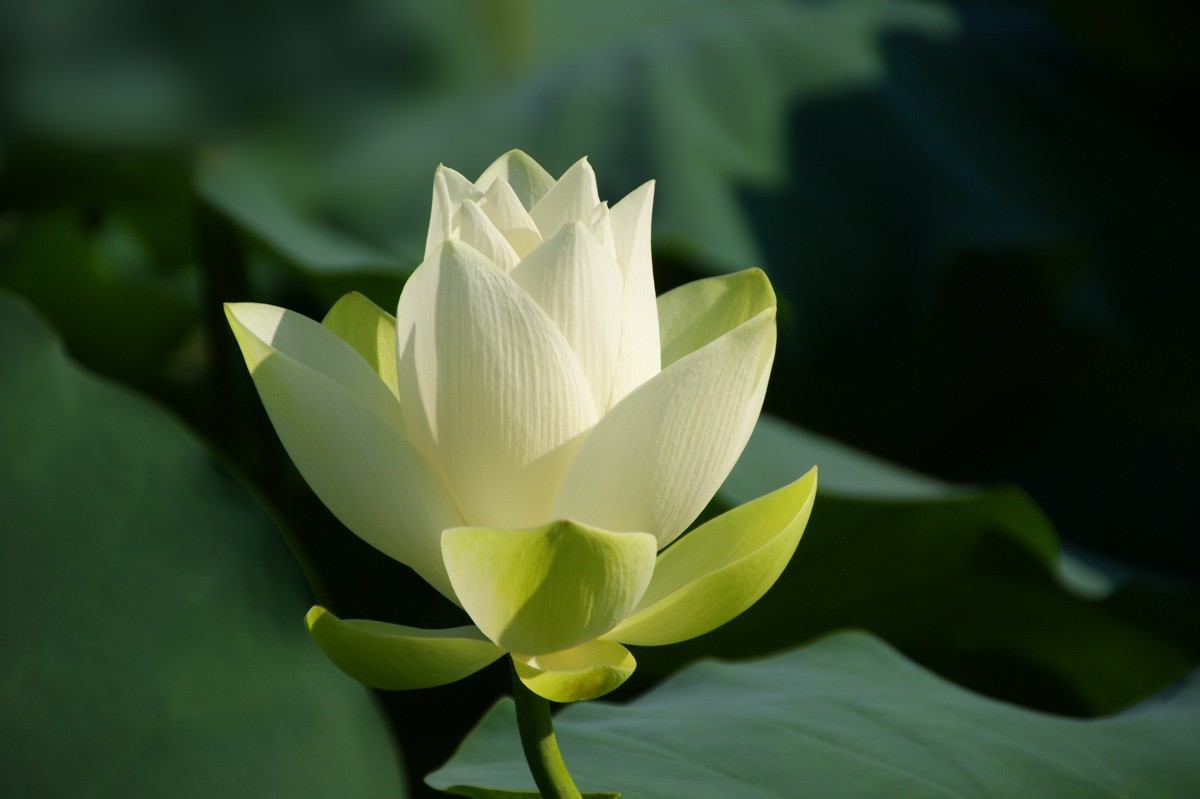 由绿变白的荷花