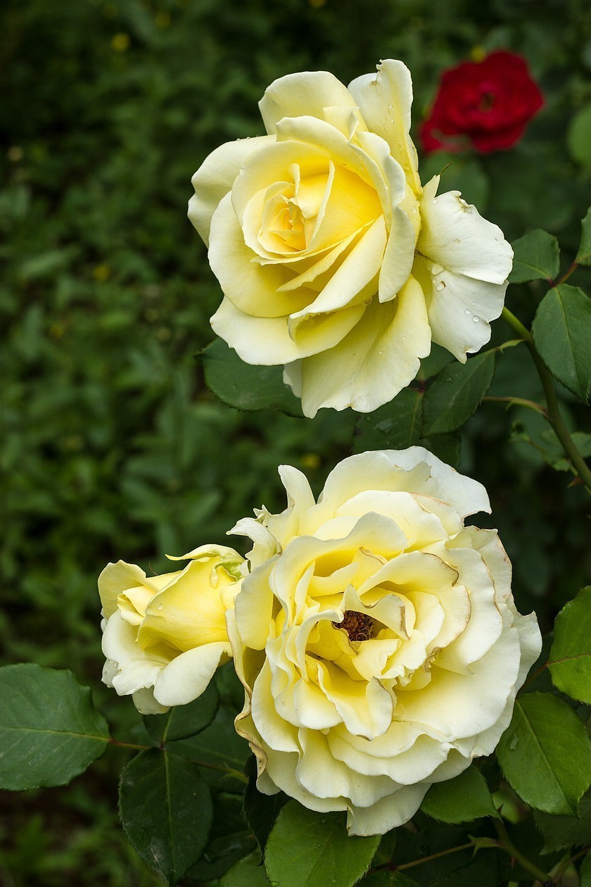 娇嫩的黄月季花