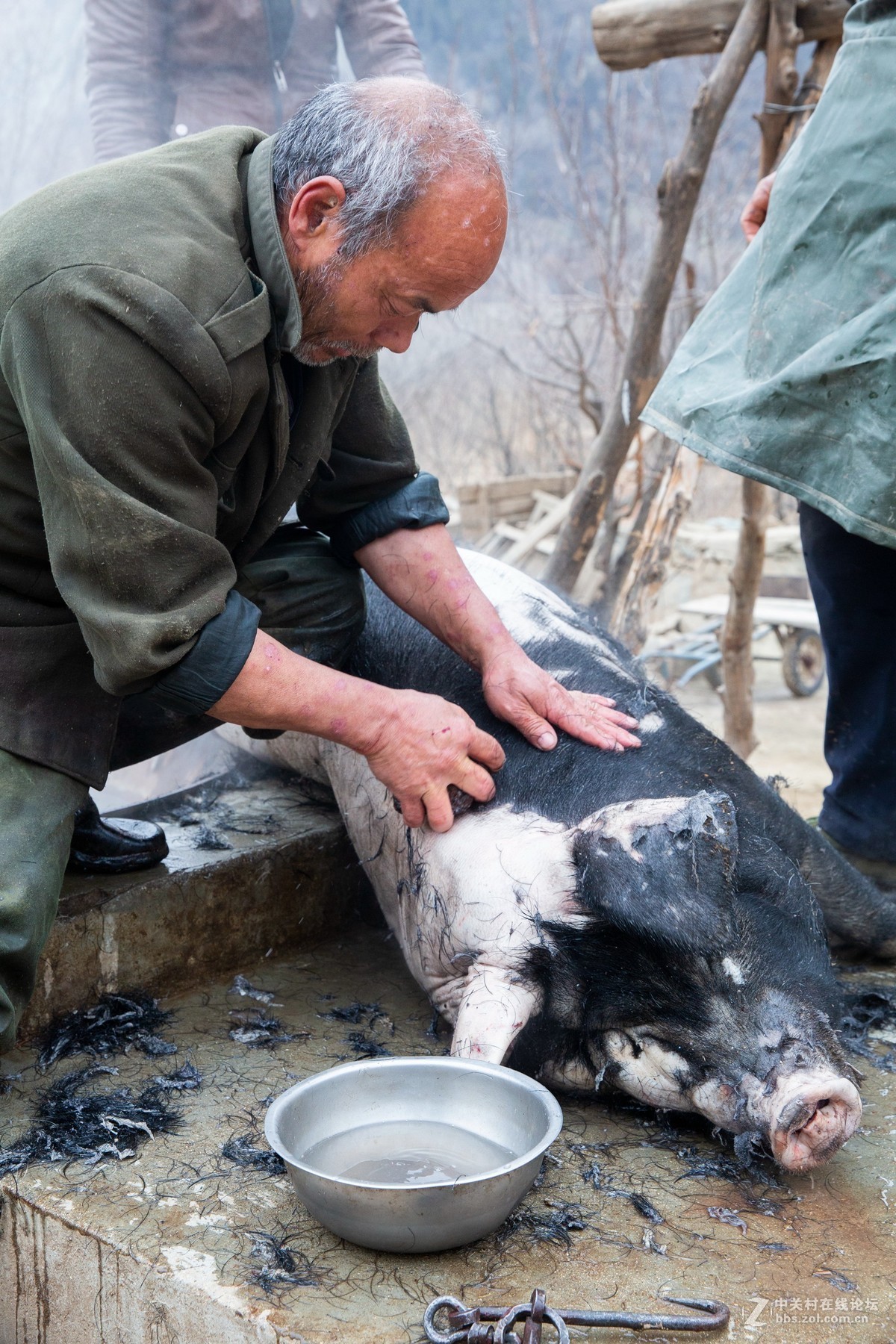 实拍农村过年杀猪过程：杀猪匠练就一招捆猪本领|大爷|农村|本领_新浪新闻