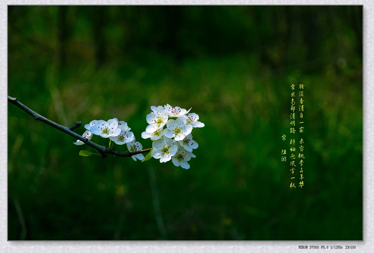 迟开也芬芳