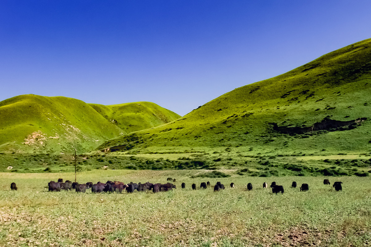 川西阿坝州风光 《红原大草原》