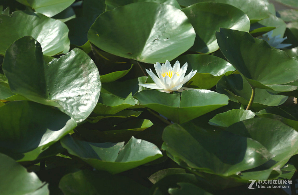 我赞美睡莲低调的品格