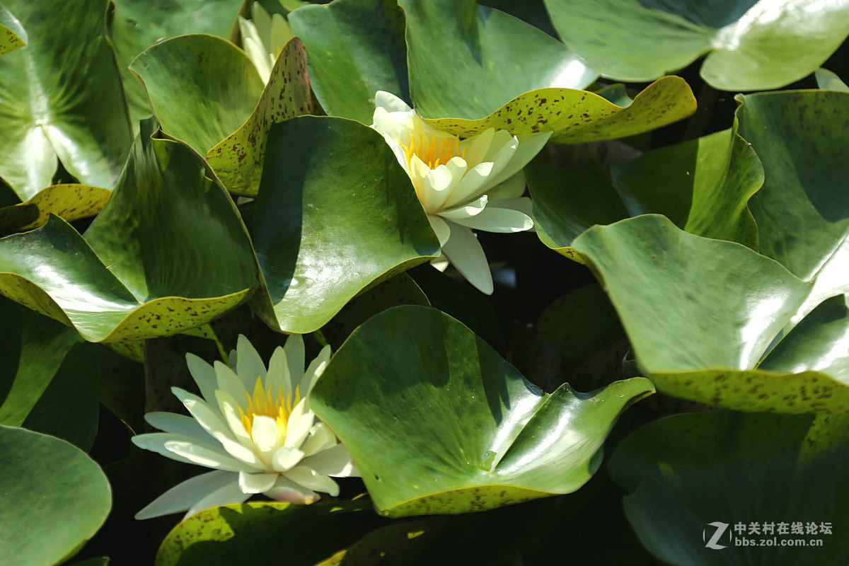 我赞美睡莲低调的品格
