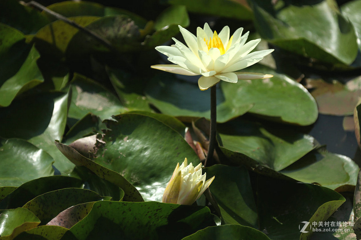 我赞美睡莲低调的品格