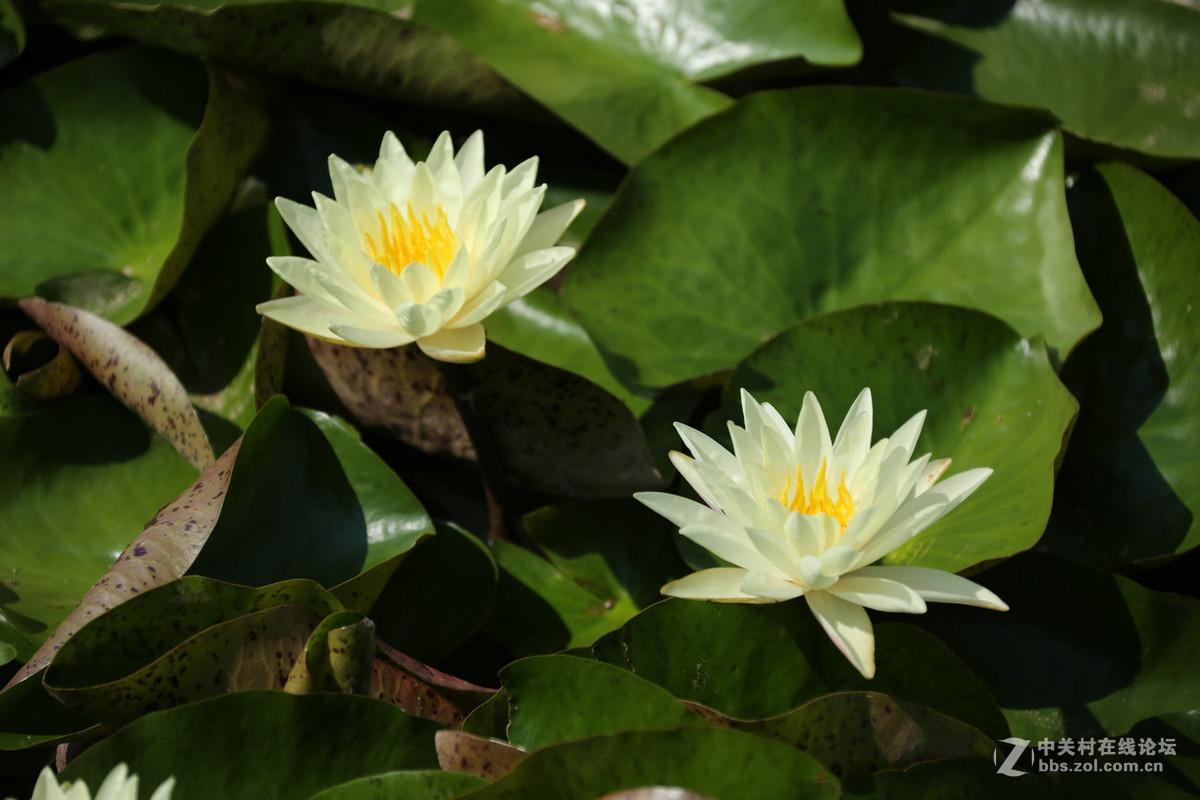 我赞美睡莲低调的品格