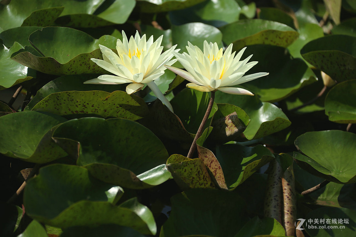 我赞美睡莲低调的品格