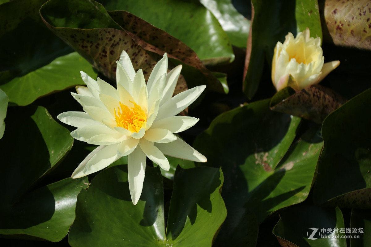 我赞美睡莲低调的品格