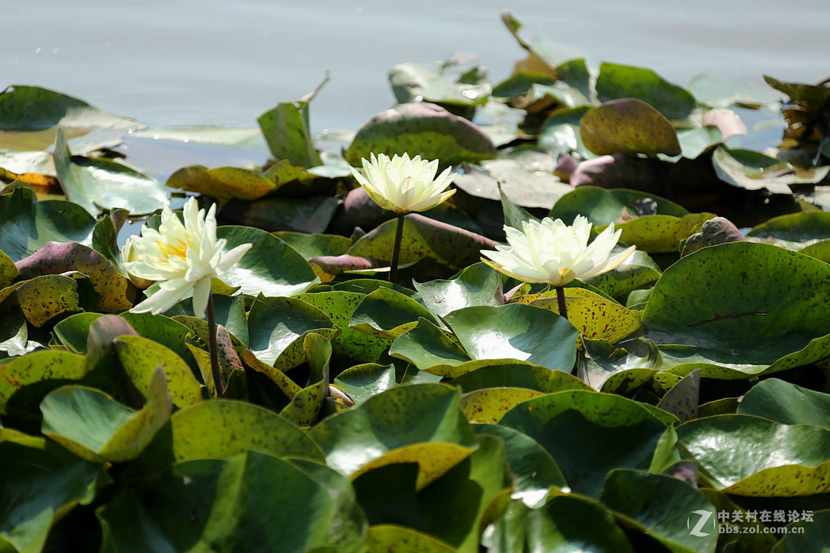 我赞美睡莲低调的品格