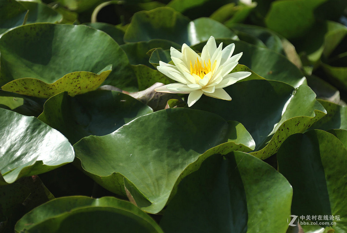 我赞美睡莲低调的品格