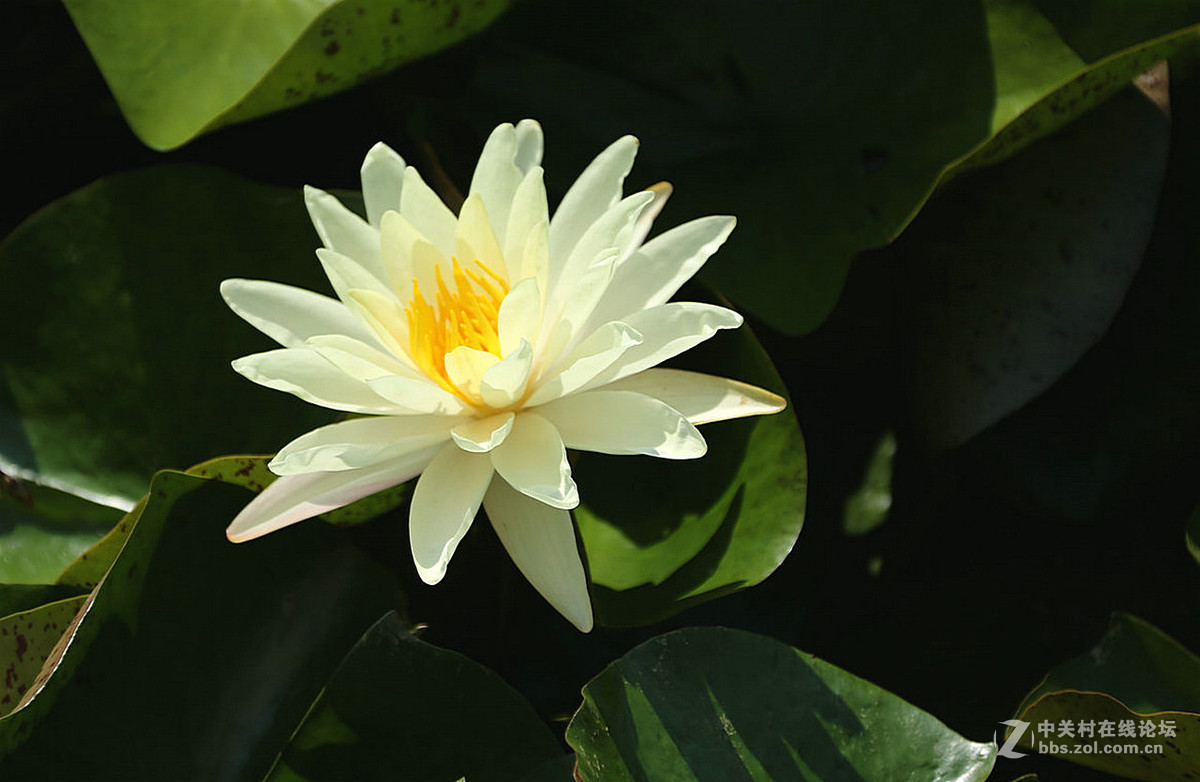 我赞美睡莲低调的品格