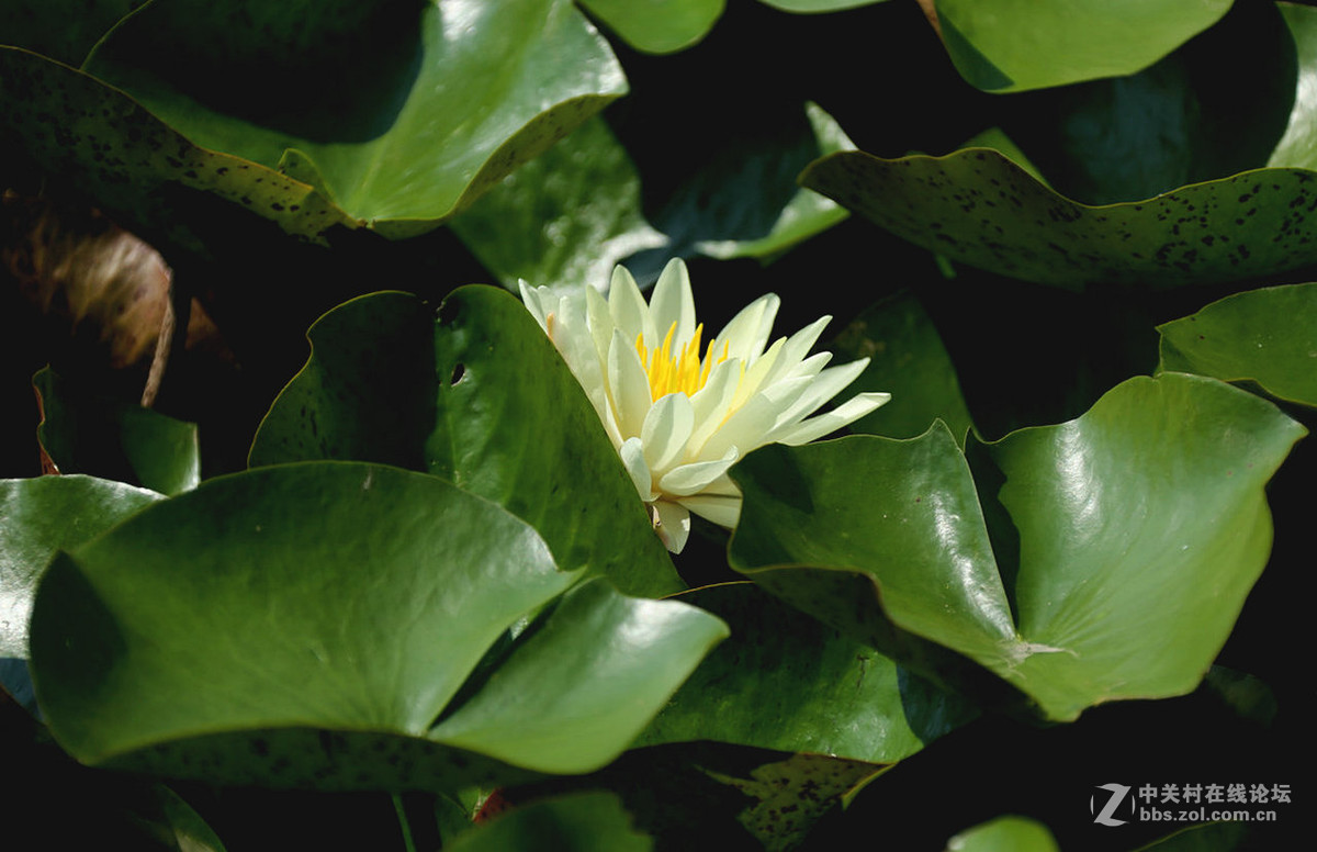 我赞美睡莲低调的品格