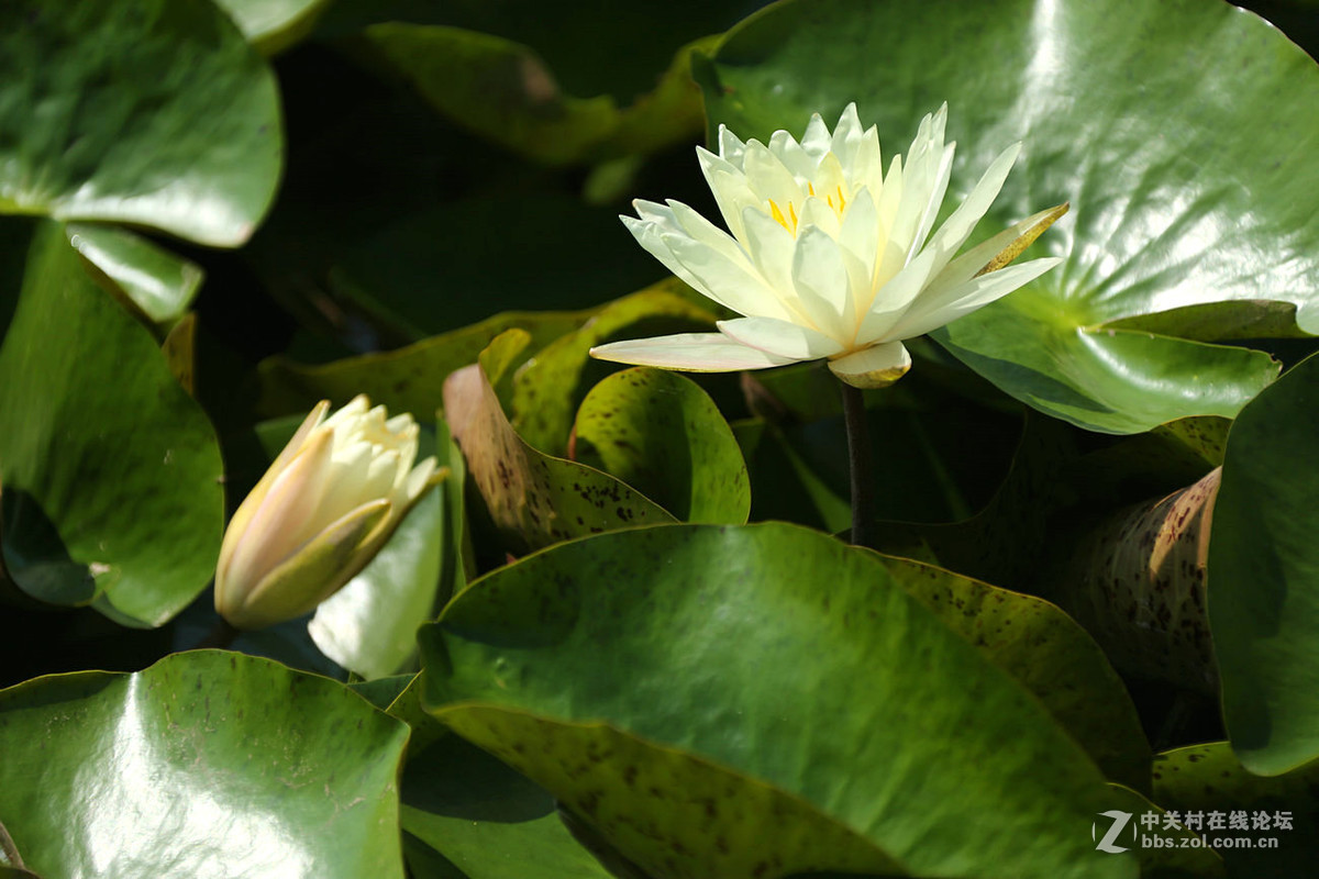 我赞美睡莲低调的品格