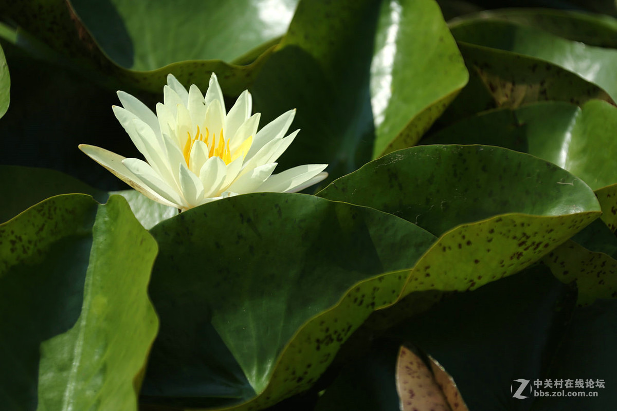 我赞美睡莲低调的品格