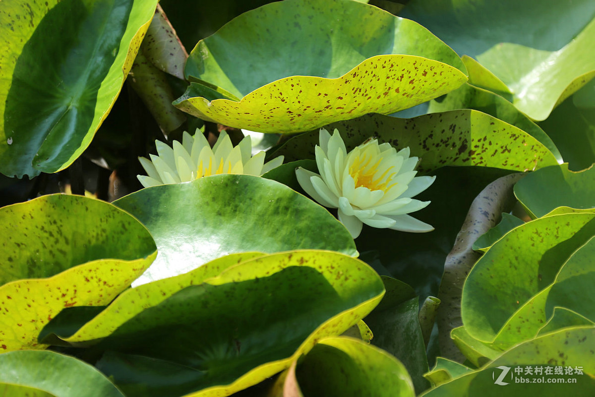 我赞美睡莲低调的品格