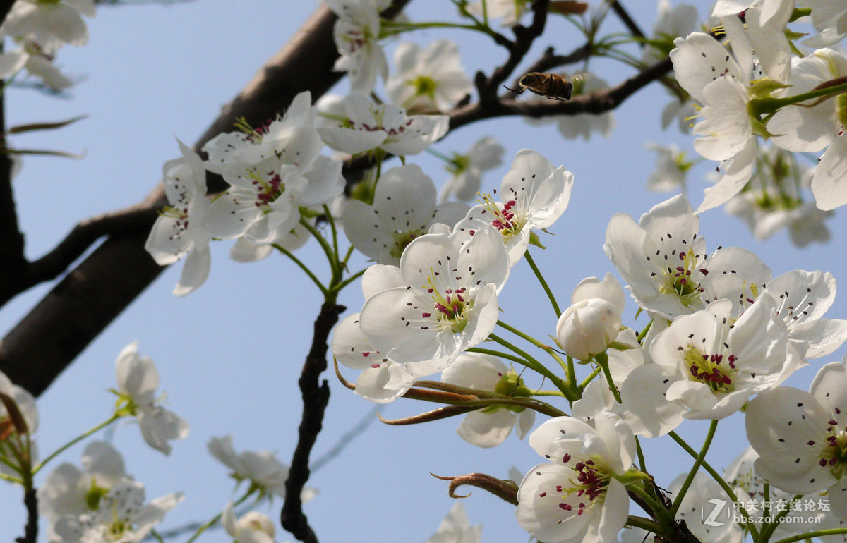 梨花盛开     3