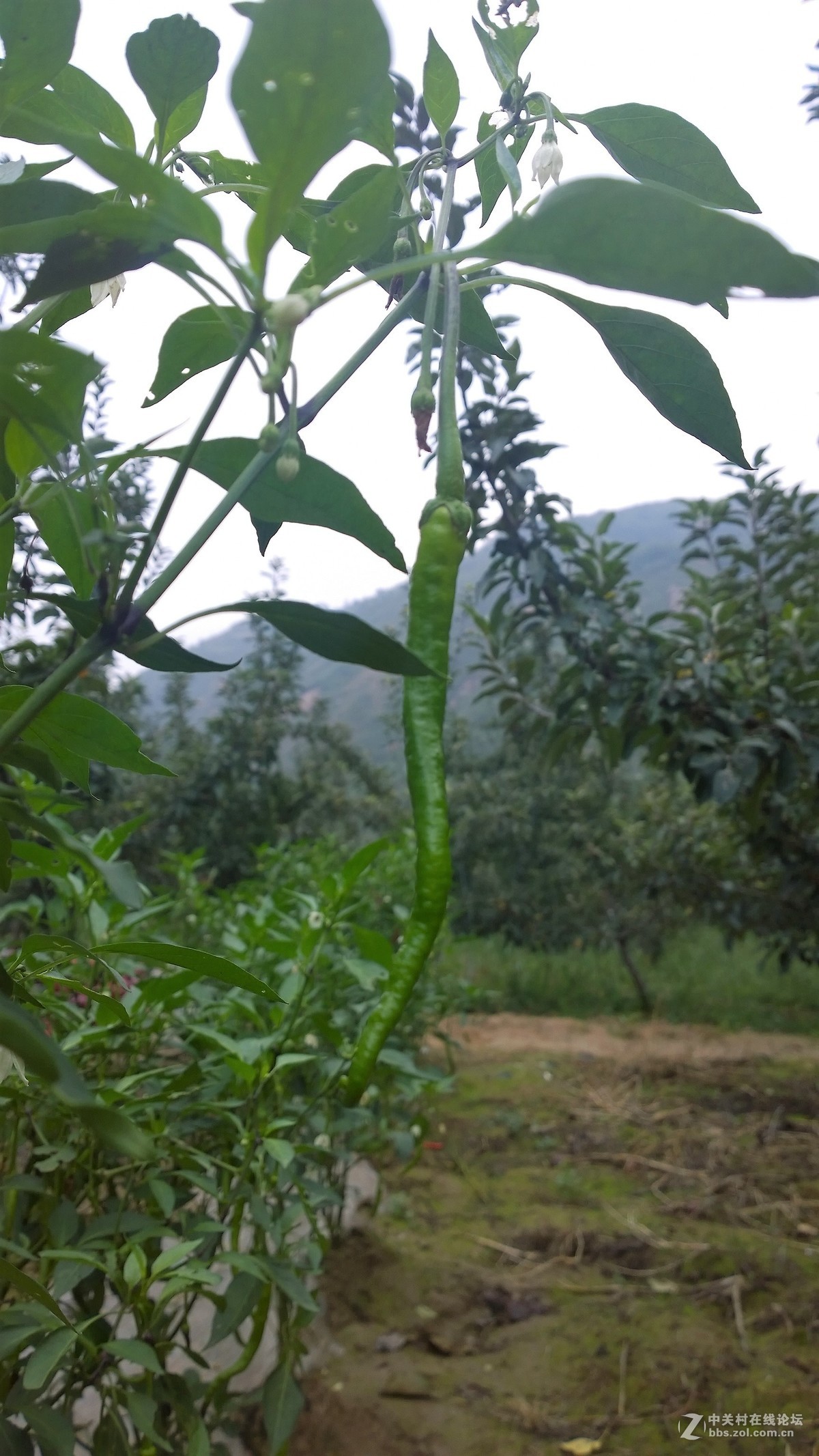 2017年秋天的一组照片，请大家观赏！！！