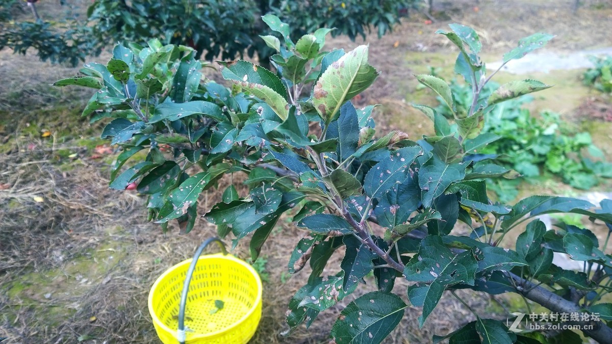 2017年秋天的一组照片，请大家观赏！！！