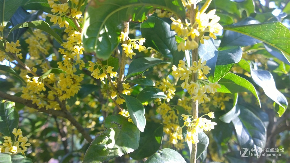 2017年秋天的一组照片，请大家观赏！！！