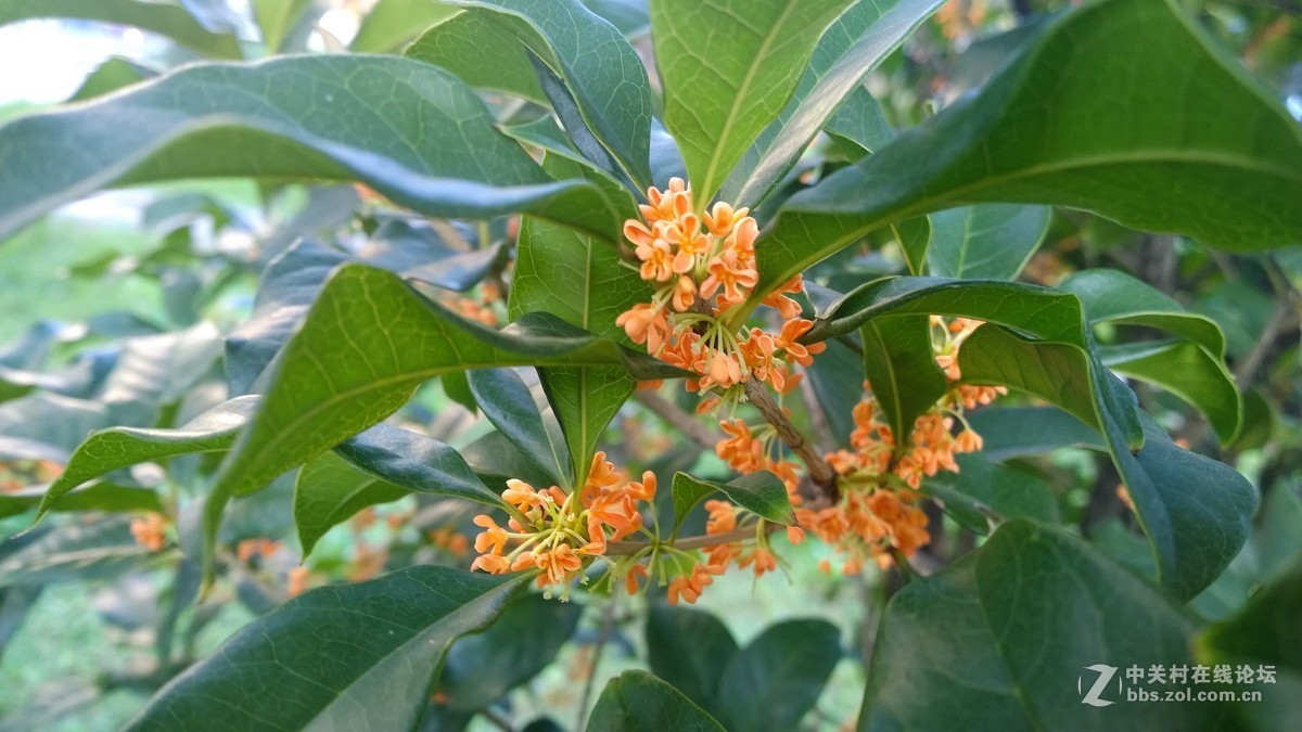 2017年秋天的一组照片，请大家观赏！！！