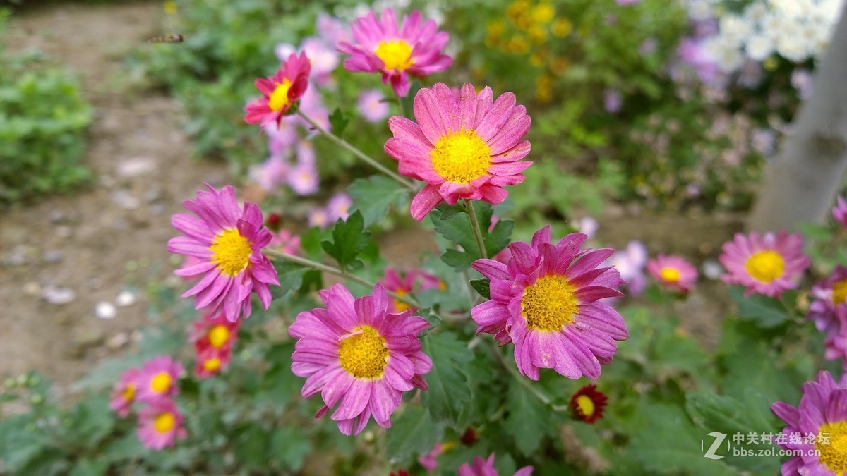 2017年秋天的一组照片，请大家观赏！！！